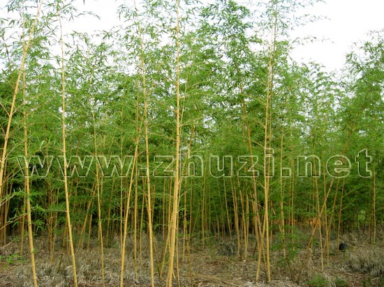 合理的竹林密度結構