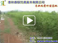 泰和森聯竹類苗木有限公司實拍視頻